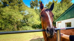 Ruth Cheyenne Gilman, Asuka, Circle A Home for Horses  